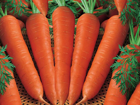 Cà rốt: Là nguồn dồi dào beta-carotene, một chất chống ôxy hóa sẽ trở thành vitamin A khi vào cơ thể. Vitamin A giữ cho da khỏe, mềm và mịn. Thiếu hụt vitamin A có thể dẫn đến sự thô ráp, đóng vảy và khóa kín các lỗ chân lông. Một ly nước ép cà-rốt mỗi ngày là cách để hạn chế tình trạng da bị tổn thương bởi ánh nắng mặt trời, duy trì vẻ hồng hào cho làn da.
