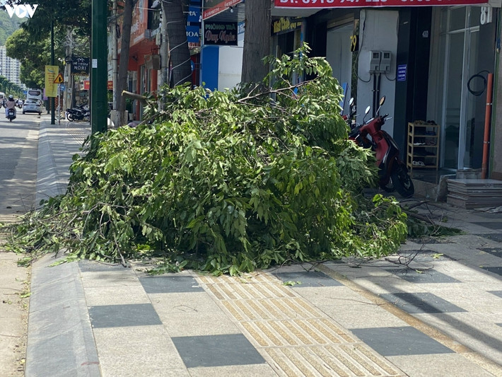 Nhiều cây xanh bị chặt hạ cũng chắn hết lối đi