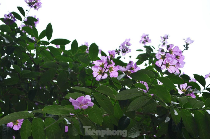 Mỗi bông hoa khi nở xòe rộng và có 6 cánh mỏng