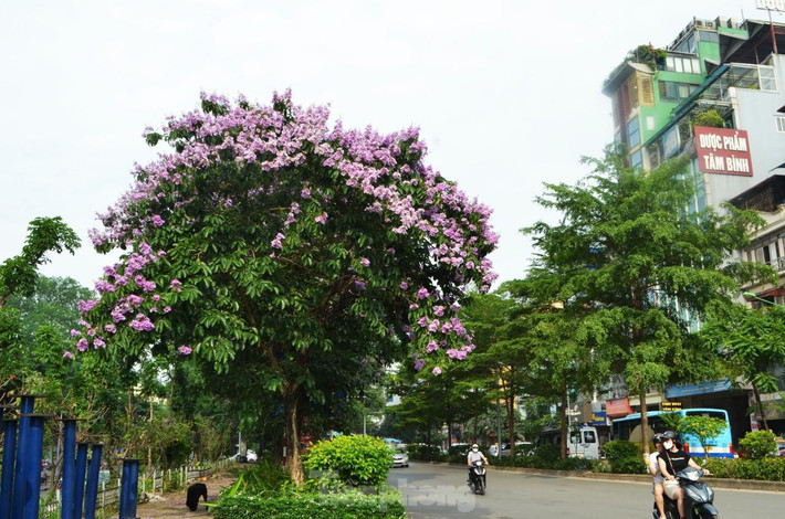 Hoa bằng lăng đã được trồng trên nhiều con phố của Thủ Đô.