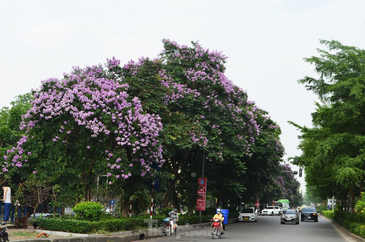Tháng năm vừa về, trên nhiều con đường của Thủ đô hoa bằng lăng tím lại nở rộ. Sắc tím làm mê mẩn khiến bất cứ người nào đi qua cũng phải dừng chân ngắm nhìn. Đang mùa hoa nở, cả đoạn phố Kim Mã (quận Ba Đình) rực rỡ màu hoa tím ngắt.