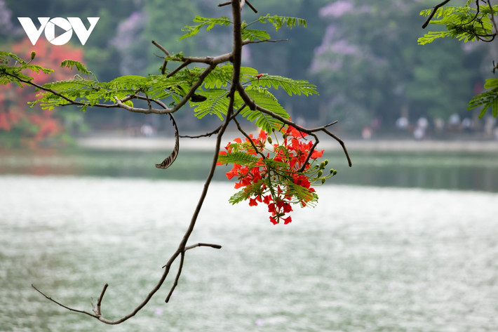 Chùm hoa khoe sắc rực rỡ dưới nắng hè bên hồ Hoàn Kiếm, tạo điểm nhấn ấn tượng, khó quên.