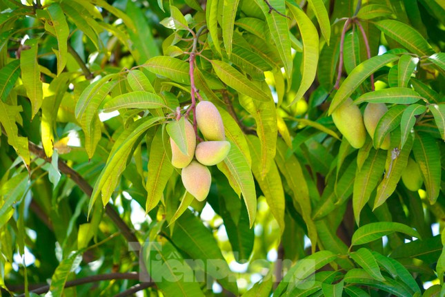 Với khí hậu nóng ẩm ở Hạ Long, cây xoài phát triển nhanh và sớm cho quả. Đặc biệt năm nay khí hậu thuận lợi, cây được chăm bón tốt nên cho quả rất sai.