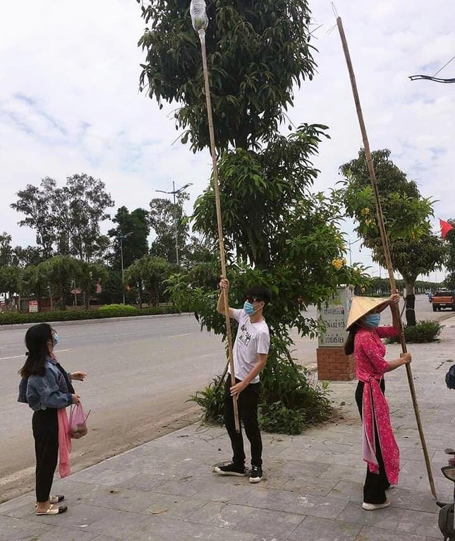 Vì mọc trên vỉa hè nên người dân vô tư hái. Nhiều người còn chế tạo những dụng cụ chuyên dùng để hái xoài.