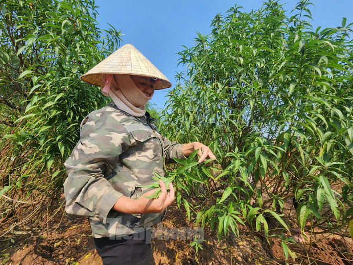 Hiện tại, chị Mùi đang chuẩn bị tuốt lá đào nhằm giúp cây nở hoa đúng dịp Tết Nguyên đán