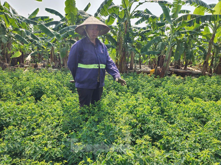 Cùng với đó, diện tích rau màu vốn bị mất do nước lũ dâng cao đã được người dân khôi phục sản xuất. Bà Nguyễn Thị Viên (xã Hồng Thái) cho biết, do ảnh hưởng của mưa bão, nước sông Hồng dâng cao. Ruộng rau khoảng 800m2 của bà nước lên ngang ngực, tưởng như mất trắng. Tuy nhiên, sau khi nước rút bà nhanh chóng ổn định sản xuất. Đến nay, ruộng rau đã khôi phục. Bà vừa cắt được 1 tạ rau với giá bán 18.000 đồng/kg.