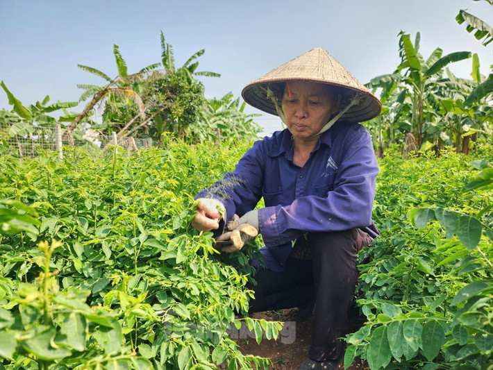 Hiện nay, bà Viên tiếp tục nhận thêm đất bãi để mở rộng diện tích trồng rau.