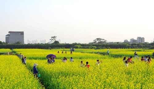 Hoa cải vàng. Mùa hoa cải vàng Hà Nội nở rộ trong chưa đầy một tháng vào thời khắc giao mùa lạnh se cuối năm, nên các bạn trẻ rủ nhau tranh thủ chụp ảnh đúng lúc vườn cải rực rỡ nhất.