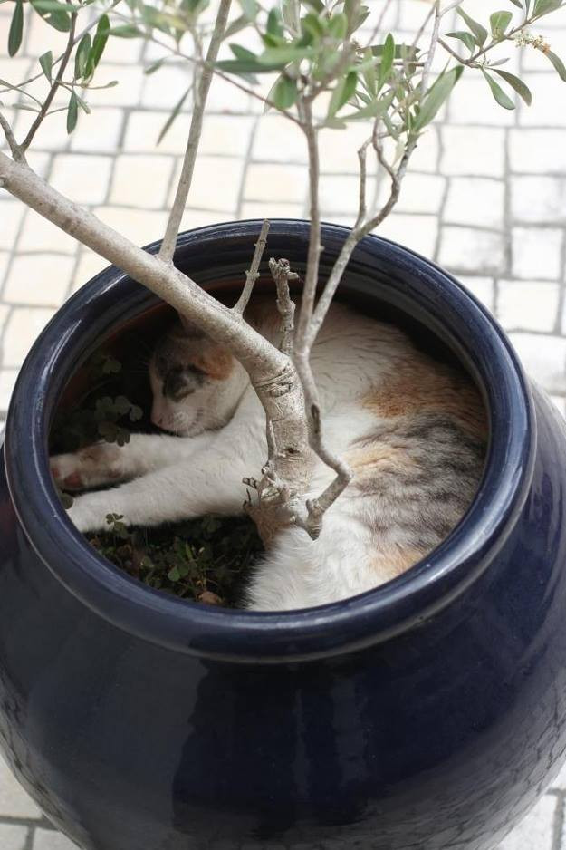 Mình ngủ ở đây, đố ai làm phiền được.