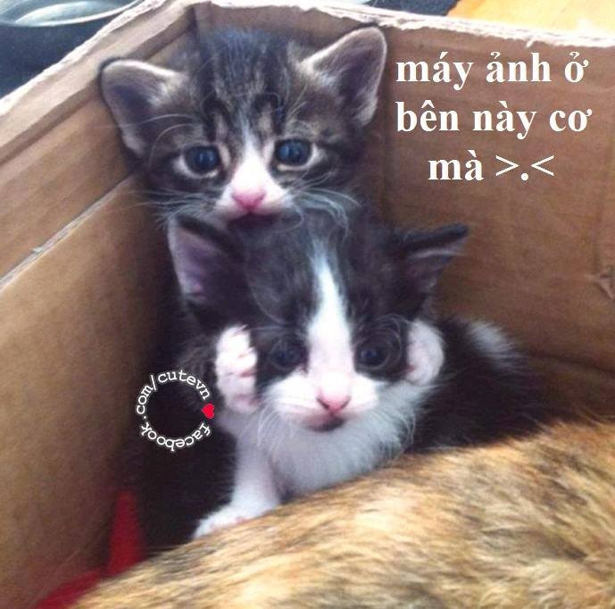 Nhìn đi đâu vậy anh, máy ảnh bên này cơ mà.