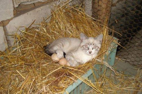 Các bạn đã thấy mèo ấp trứng bao giờ chưa?