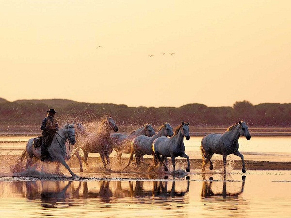 Đến với Camargue, các du khách sẽ được trải nghiệm cảm giác thả hồn trên lưng ngựa ở vùng đồng bằng được bồi đắp bởi sông rộng lớn nhất châu Âu. Tận hưởng cuộc sống của những người du mục.