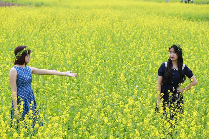 Những ngày khô ráo của Hà Nội, dưới ánh nắng vàng càng tô điểm thêm cho cánh đồng cải vàng thêm ấm áp và đẹp lạ thường.