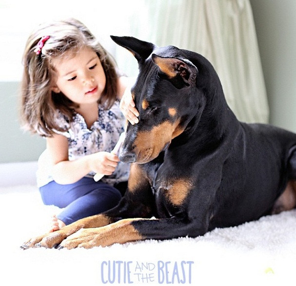 Buddha - chú chó thuộc giống Doberman đã gắn bó với cô chủ Siena từ khi còn nhỏ, những hoạt động sinh hoạt hàng ngày đều một bước không rời cô chủ nhỏ.