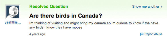 Ở Canada có chim?