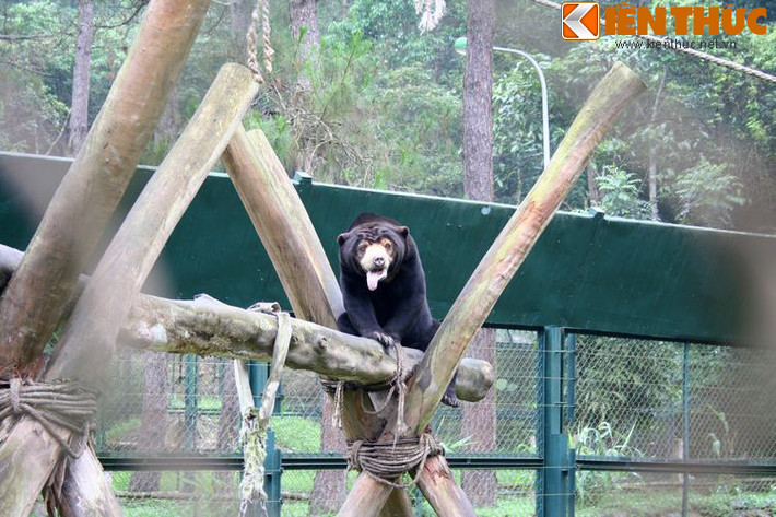 Hiện Trung tâm Cứu hộ Gấu Việt Nam tại thung lũng Chắt Dậu đang chăm sóc hơn 110 cá thể gấu gồm có gấu ngựa và gấu chó. Đồng thời, công tác cứu hộ các cá thể gấu còn bị nuôi nhốt tại các trại tư nhân khác vẫn đang tiếp tục được Tổ chức tiến hành.