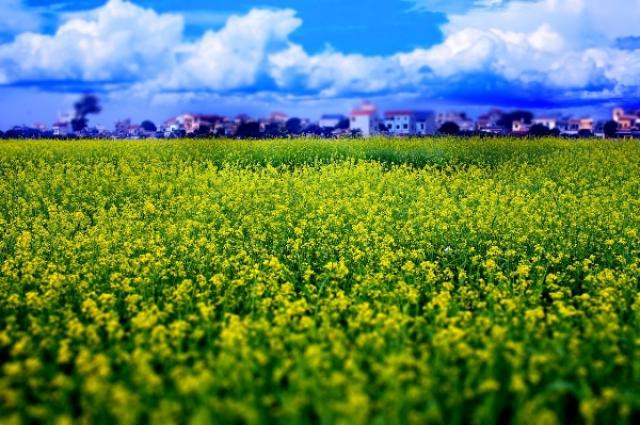 Thêm một lưu ý nữa với các bạn trẻ muốn chụp hoa cải đó là người dân trồng cải để lấy hạt ép thành dầu nên khi chụp các bạn tránh dẫm đạp lên những luống hoa này.