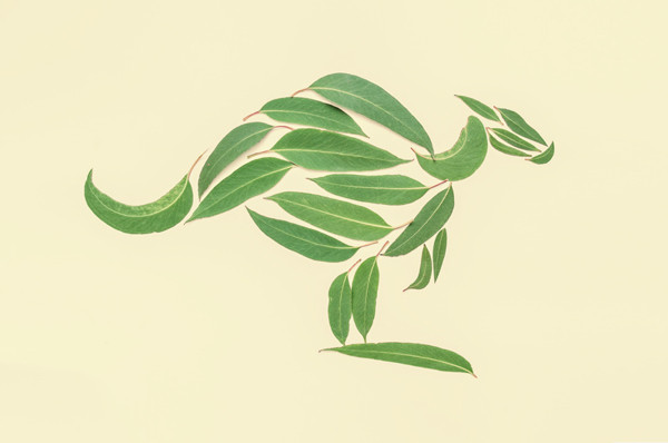 Một chú Kangaroo.
