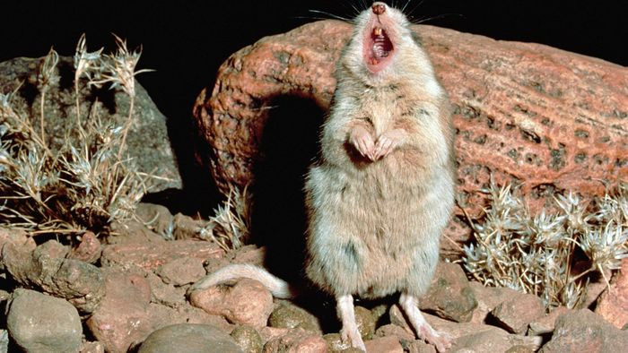 Khi hú vào đêm trăng tròn, chuột châu chấu đứng trên hai chân sau, hếch mũi lên trời và tạo ra âm thanh có thể nghe thấy từ khoảng cách 100 m