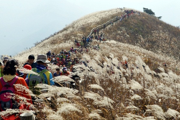Cuối tháng 10, vào mỗi mùa hoa nở rộ, trong tiết thu se lạnh, chính quyền thành phố Seoul sẽ tổ chức lễ hội hoa lau kéo dài trong 9 ngày tại công viên Bầu trời (Sky) nằm trong khu công viên World Cup, tại phường Sangam để người dân và các khách du lịch có thể đến đây và chiêm ngưỡng vẻ đẹp bất tận của cánh đồng.