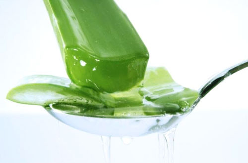 Lô hội. Bẻ một chiếc lá lô hội và bôi trực tiếp lên da đầu khoảng 10 phút rồi xả sạch. Lô hội sẽ giúp quyết các vấn đề về mẩn ngứa.