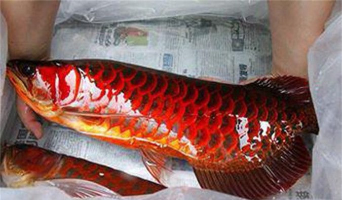 Cá rồng huyết long là loài đứng đầu trong dòng cá rồng về cả màu sắc cũng như giá trị. Tùy theo chất lượng, kích thước mà mỗi con cá có giá bán trung bình 1.000 - 2.000 USD/con. Thậm chí, thị trường từng có những con cá huyết long rao bán với mức trên 1 tỷ đồng vì trọng lượng lớn (trên 2kg), đột biến về màu sắc hoặc hình dáng, thuộc hàng quý hiếm.