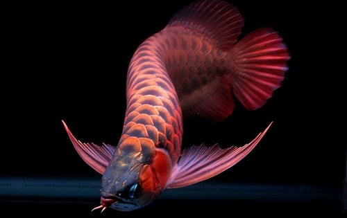 Chủ tiệm cá này cũng cho biết thêm số tiền đầu tư cho một bể cá huyết long khá lớn, chỉ tính riêng chi phí mua cá đã có thể lên tới cả trăm triệu đồng, chưa kể chi phí thức ăn, phụ kiện bể, sục…. Do đó, những người mê dòng cá này đều có thu nhập cao, chủ yếu thuộc hàng đại gia.
