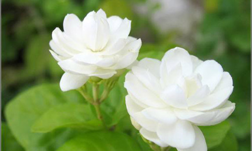 Cháo hoa nhài. Người ta thường dùng hoa nhài khô để nấu cháo. Cứ 100g gạo nấu thành cháo thì cho 3 - 5g hoa nhài vào nấu cùng. Cháo hoa nhài giữ da luôn mềm mại, không bị khô, chống lão hóa da khá hiệu quả.