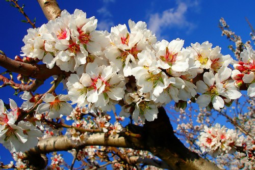 Cháo hoa hạnh. Cháo hoa hạnh giúp cho đường ruột hấp thu triệt để thành phần hoạt tính hiệu nghiệm là tyrosine để ức chế tế bào da, nhằm dự phòng phát sinh mụn trứng cá và nám.