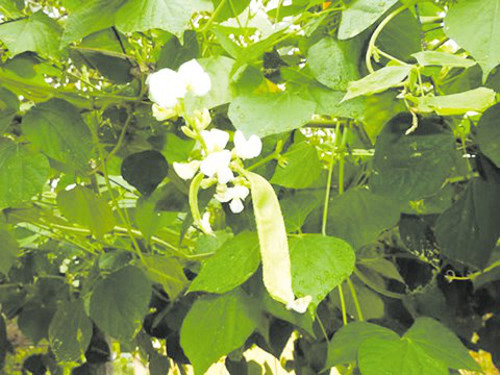Cháo hoa đậu ván. Dùng 50 - 100g gạo tẻ nấu cháo. Khi cháo chin thêm 10 - 15g hoa đậu ván vào trộn đều, đun sôi lại là được. Món cháo này có tác dụng giúp ăn ngon, thân hình thon thả và làn da trắng mịn.