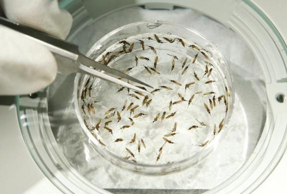Những con muỗi mang virus sốt rét trong phòng thí nghiệm Maryland, Mỹ.
