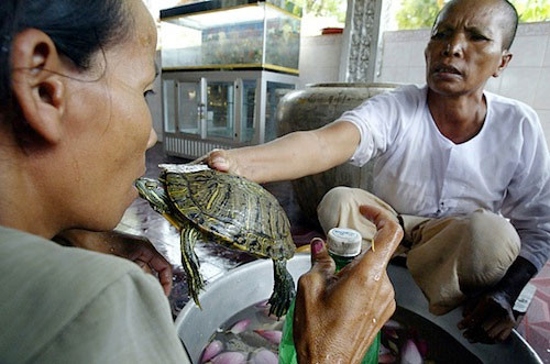 Những loại động vật thuộc họ nhà bò sát còn được áp dụng để chữa bệnh ở Campuchia trong đó có loài rùa nước ngọt. Theo đó chúng có tác dụng khá tốt đối với những người bị bệnh thấp khớp.