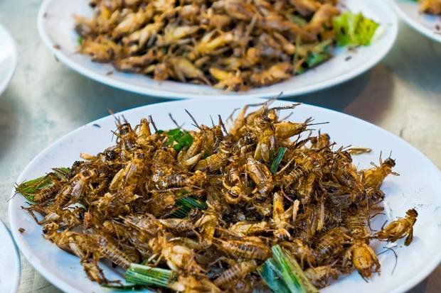 Côn trùng được cho là gây rủi ro sức khỏe ít hơn so với động vật có vú khác. Tuy nhiên, điều quan trọng nhất là làm thế nào để thuyết phục mọi người ăn côn trùng thường xuyên hơn.