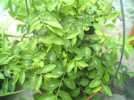 Bài thuốc chữa đái dầm từ rau ngót. 40g rau ngót tươi rửa sạch, giã nát, sau đó cho một ít nước đun sôi để nguội vào rau ngót đã giã, rồi khuấy đều, để lắng và gạn lấy nước uống. Phần nước gạn được chia làm hai lần để uống, mỗi lần uống cách nhau khoảng 10 phút.