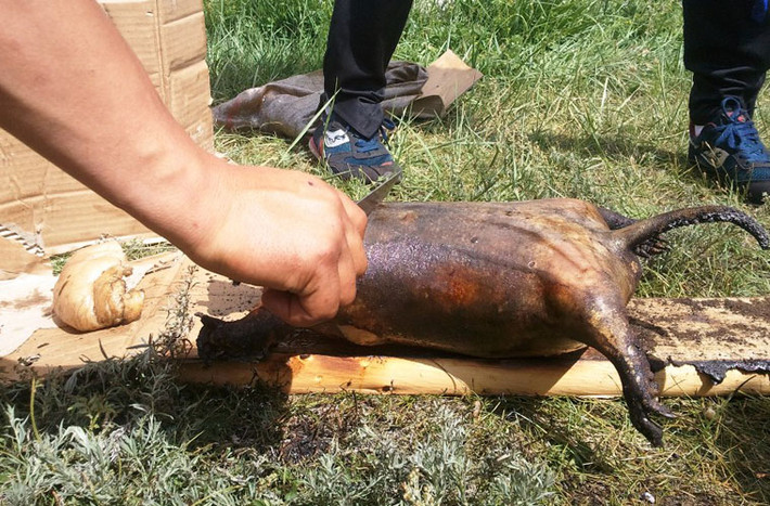 Khâu kín con vật bằng một sợi dây điện đảm bảo vệ sinh và đủ mềm.
