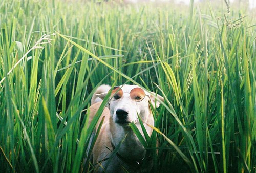 Sau cùng, bằng ý chí, quyết tâm của mình và sự chăm sóc, chữa chạy tận tình của chủ nhân, Gluta đã chiến thắng căn bệnh ung thư quái ác.