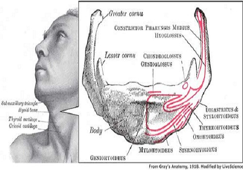 Mỗi một chiếc xương đều có liên kết với các xương khác. Nhưng xương hình móng ngựa trong cổ họng, nằm giữa xương cằm và sụn tuyến giáp là "cô đơn" vì không nối với xương nào trong cơ thể.
