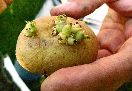 Khoai tây mọc mầm xanh. Đây là thực phẩm rất độc vì có chứa một chất độc có tên là Solanin có thể gây ảnh hưởng đến quá trình phát triển của thai nhi và gây nhiều hậu quả nghiêm trọng mà người ta chưa lường hết, nhất là rủi ro gây sẩy thai.