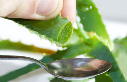 Nha đam. Nha đam có tác dụng làm đẹp da rất tốt đặc biệt trong điều trị mụn trứng cá và trị mụn thịt. Hãy dùng nhựa cây lô hội (nha đam) thoa lên những nốt mụn thịt mỗi ngày để thổi bay chúng.