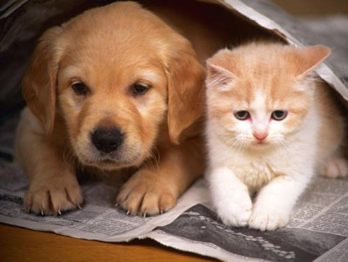 Vi khuẩn liên cầu lợn có khắp nơi trong tự nhiên, ổ chứa là lợn nhà (đã thuần chủng). Cả lợn rừng, ngựa, chó, mèo và chim cũng có thể mang vi khuẩn liên cầu lợn. Những loài động vật này mang mầm bệnh nhưng chúng không gây bệnh, nếu có chỉ gây bệnh nhẹ, khi gặp điều kiện thuận lợi chúng mới gây nguy hiểm.
