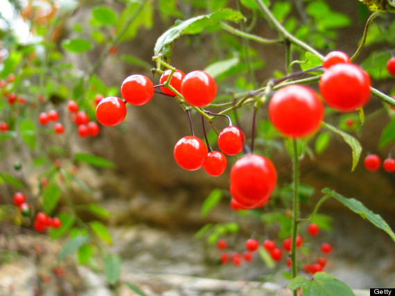 Quả Goji mọng nước. Goji là một loại quả có chứa nhiều protein và có nhiều các chất chống oxy hóa như vitamin C, E cùng với carotenoid giúp ngăn ngừa thiệt hại cho làn da mụn. Nó cũng là loại quả nằm trong số các loại thực phẩm bổ dưỡng nhất thế giới. Y học Trung Quốc thường sử dụng quả này để trị tiểu đường, cao huyết áp, tăng cường sức khỏe của mắt, gan và thận.