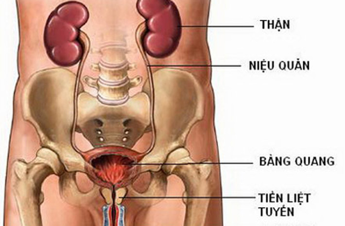 Đau bụng, đau xương chậu. Bàng quang nằm trong khu vực xương chậu. Do vậy, nếu mắc ung thư thì người bệnh dễ bị ảnh hưởng liên đới lên bụng và xương chậu.