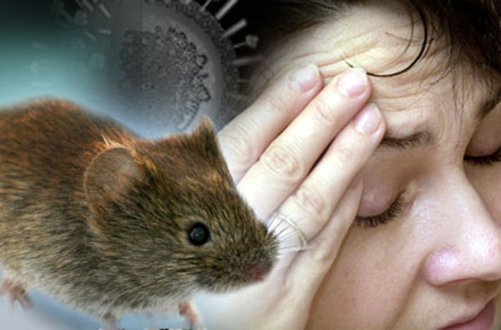 Nhiễm virus Hanta. Virus Hanta thường trú ngụ trong các loại gặm nhấm và gây nên hội chứng phổi hantavirus – một căn bệnh hiếm gặp. Cụ thể, khi con người tiếp xúc với phân hoặc nước tiểu chuột nhiễm virus sẽ nhanh chóng mắc bệnh.