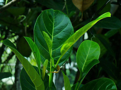 Dùng lá mít hơ nóng, đặt lên vùng nào cứng nhất (mỗi bên bầu vú chín lá mít). Tiếp đó, dùng tay xoa bóp, ấn mạnh từ trên xuống dưới. Khi thấy sữa chảy ra, cho bé bú ngay. Làm liên tục ở những ngày sau là sữa thông hoàn toàn.
