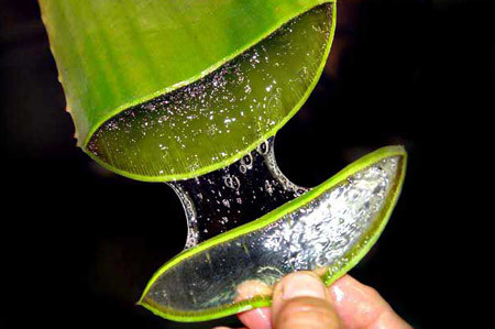 Nha đam. Những người có vấn đề của đôi môi nứt nẻ thường thoa gel lô hội lên môi của họ hàng ngày.