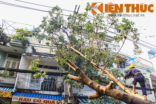 Cây bật gốc đổ xuống suýt đổ vào nhà dân.