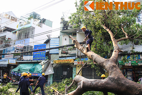 Do một phần ngọn cây khi đổ xuống bị mắc trên dây điện nên lực lượng chức năng đã cắt toàn bộ điện tại khu này để đảm bảo an toàn cho người dân.