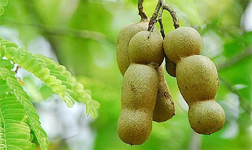 Trái me. Không chỉ là món ăn vặt có vị chua chua, ngọt ngọt. Trái me cũng rất giàu vitamin B1, vitamin B3, magiê, chất xơ, kali, sắt, phốt pho. Cứ mỗi 100 g me chứa khoảng 74 mg canxi.