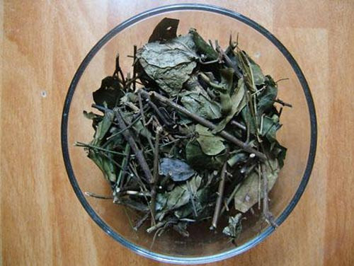 Lá chè vằng. Chè vằng được coi như một loại thuốc chống nhiễm khuẩn, sớm hồi phục sức khoẻ, kích thích tiêu hoá, ăn ngon miệng, và cho mẹ nguồn sữa dồi dào. Sau sinh, các bà mẹ có thể hãm chè vằng khô để uống thay nước hàng ngày.