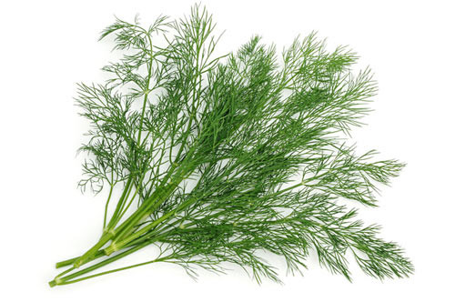 Nước thì là. Thì là là một cây gia vị quen thuộc của người Việt Nam. Thì là được trồng khắp nơi trên nước ta nhưng chủ yếu lấy lá để ăn, làm thuốc chỉ dùng quả. Tuy nhiên, rất ít người biết được rằng cây thì là lại có tác dụng tăng tiết sữa tuyệt vời cho sản phụ và phụ nữ đang cho con bú.